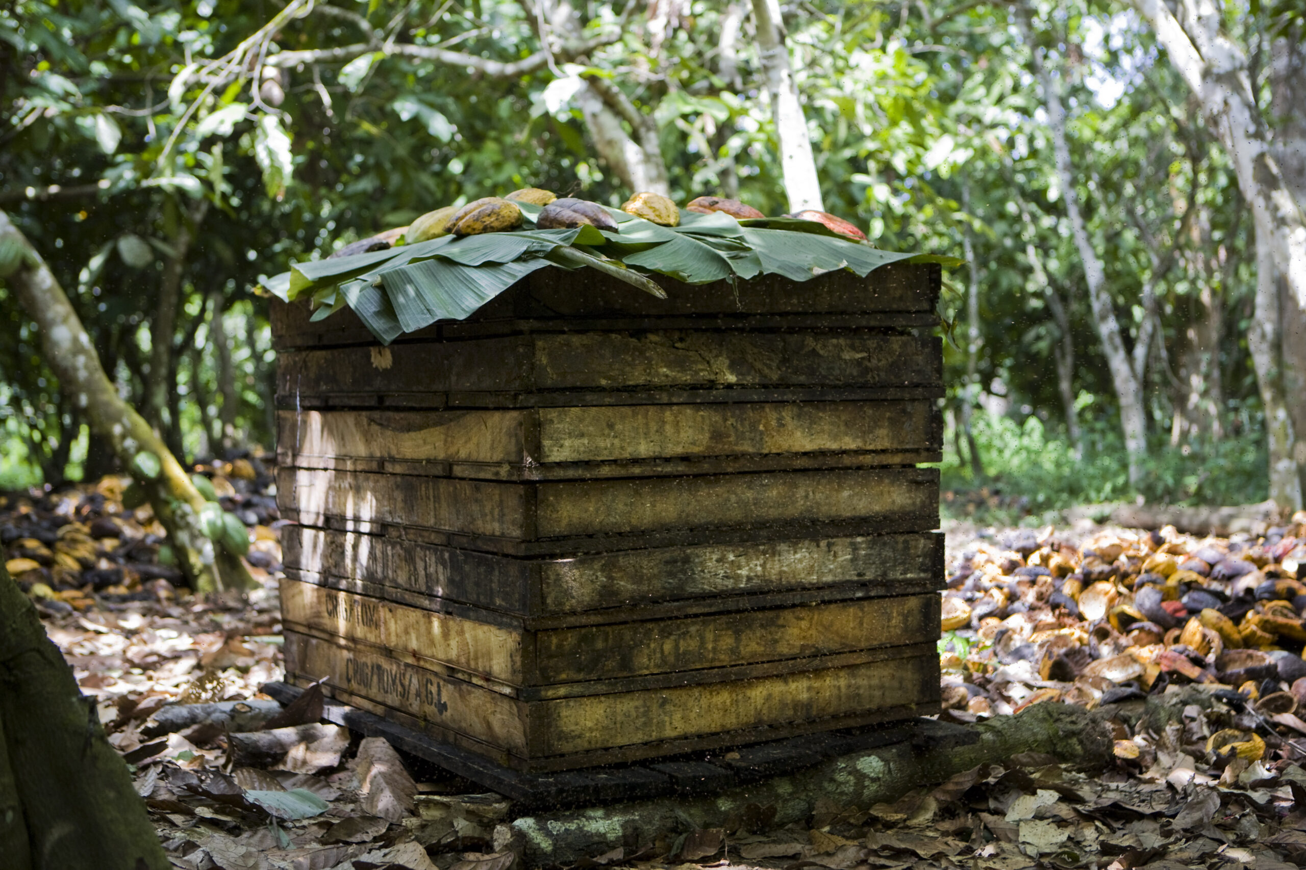 A wooden crate covered in banana leaves used to ferment cacao seeds.
