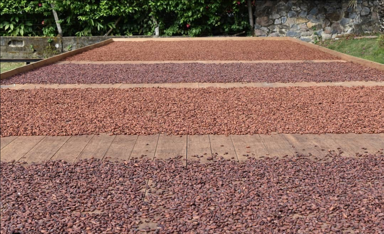 Cacao drying under the sun.