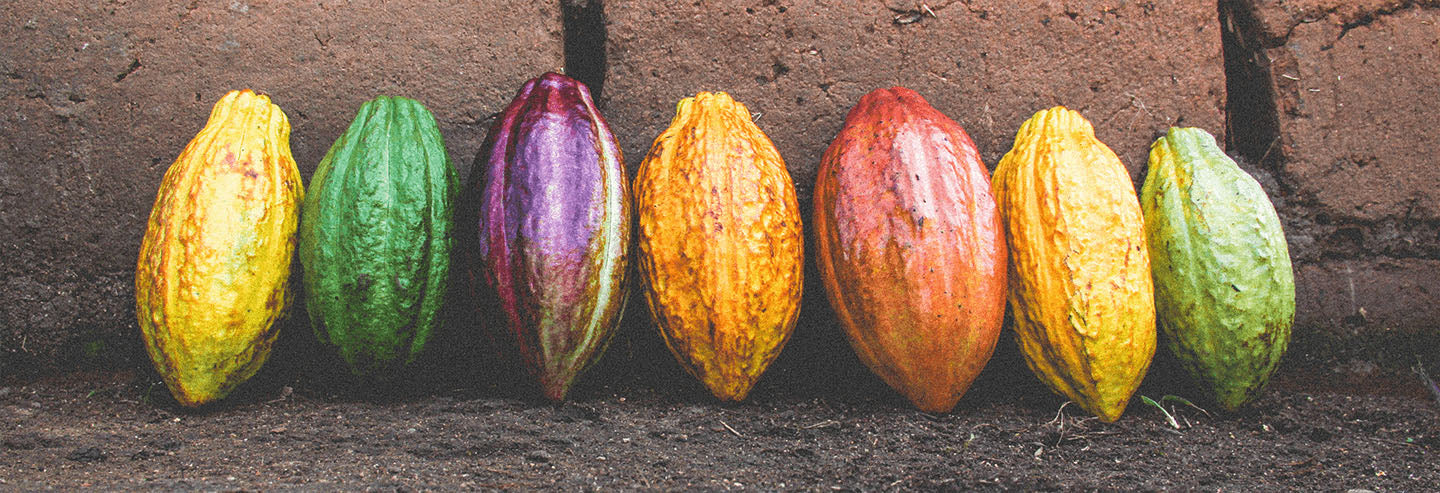 Yellow, green, purple, orange and red cacao pods lined up against a wall.