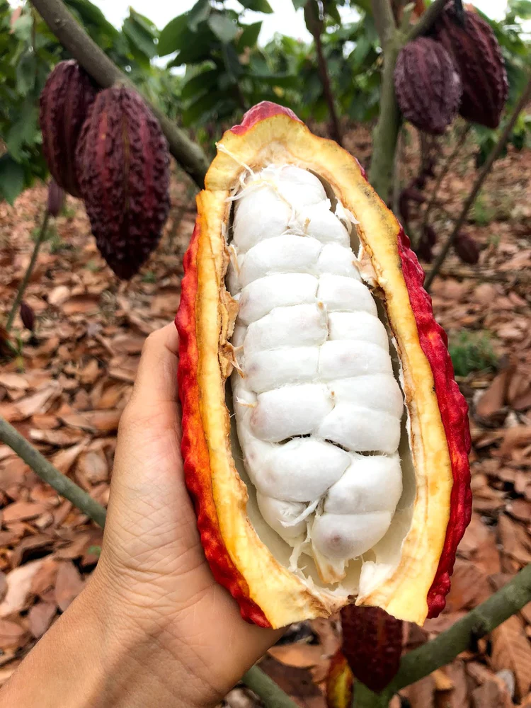 Close-up of a Cocoa Pod with Beans Inside.
