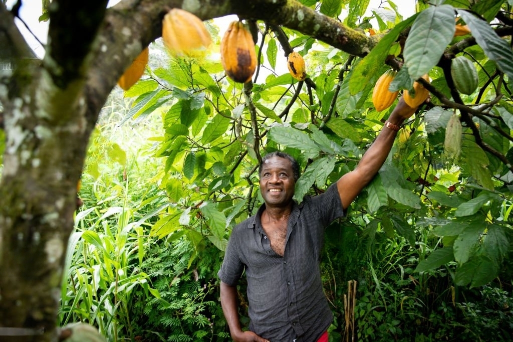 African man holding a yellow cocoa fruit on a tree.