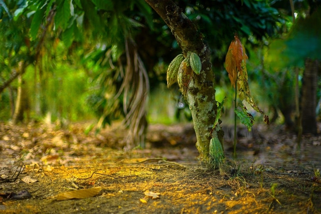 Caco trees in their native volcanic soil.