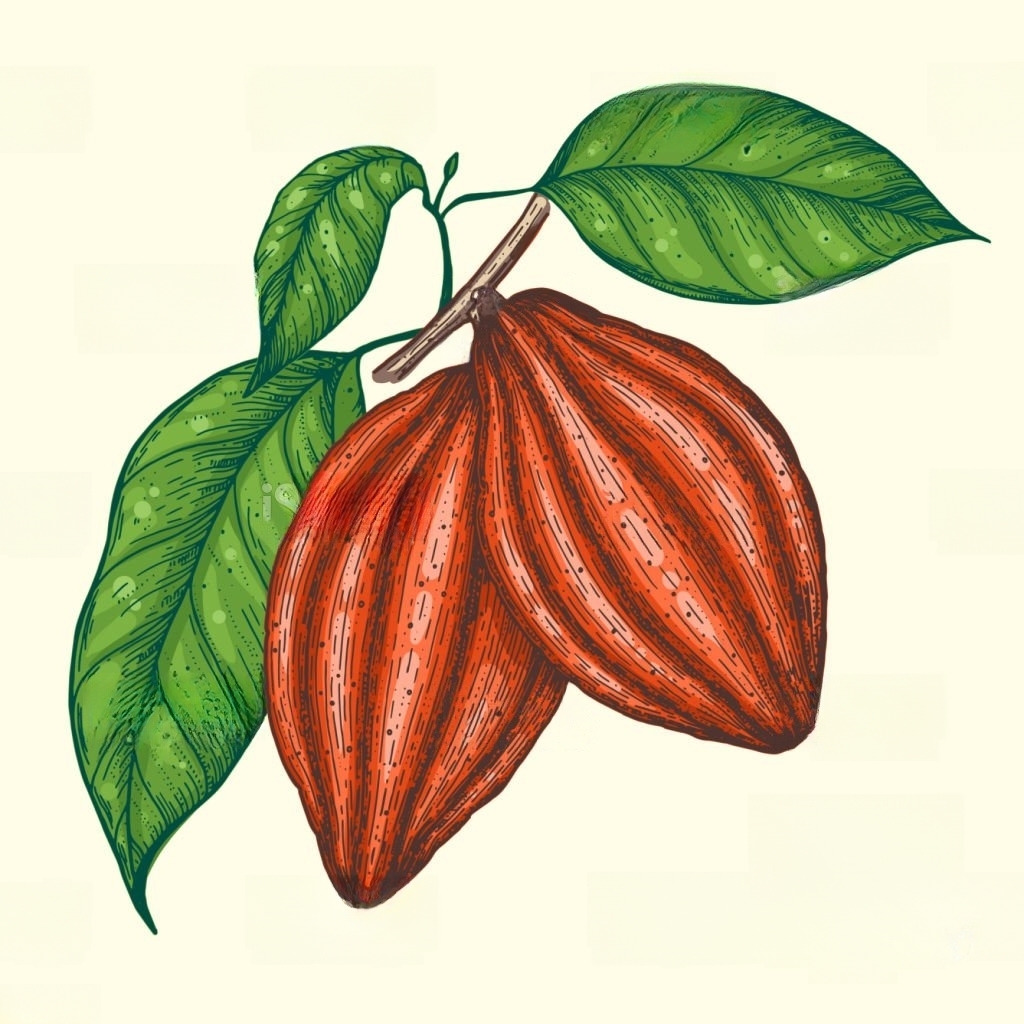 Illustration of two cocoa beans and three leaves.