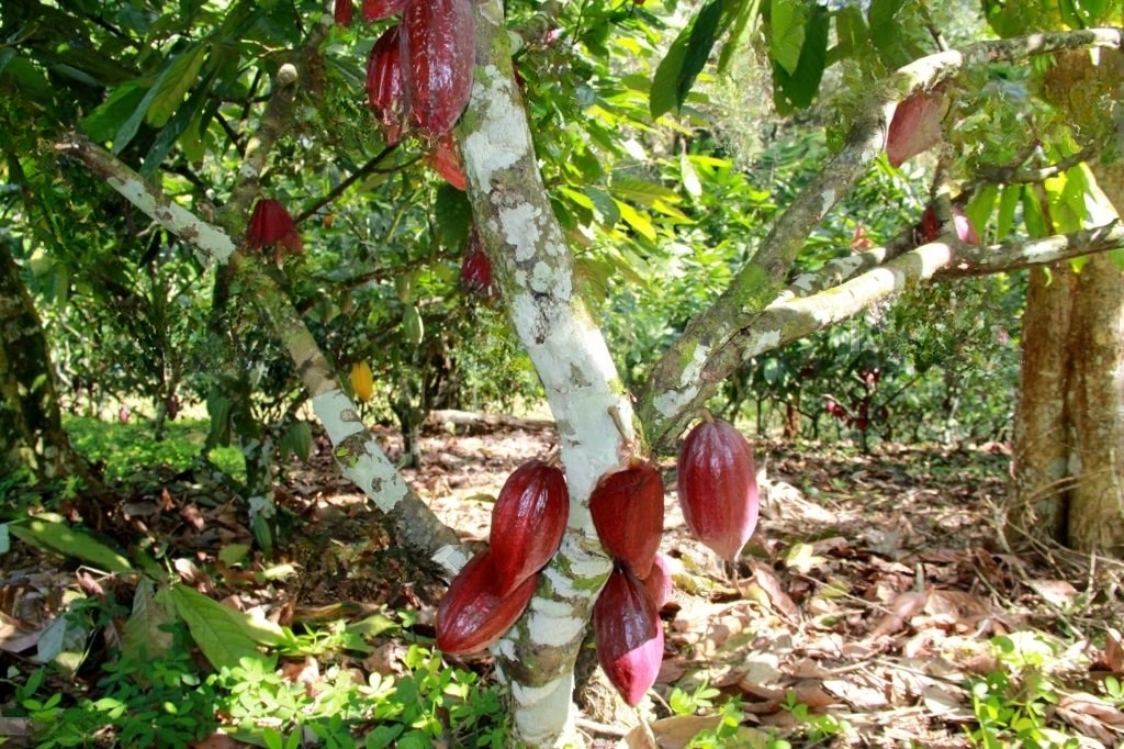 Cocoa Tree with Red Beans.