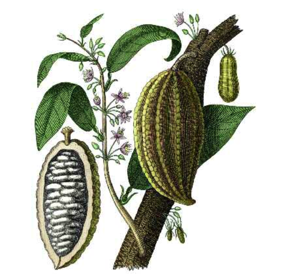 This nineteenth-century illustration shows the interior of the pod with its sweet pulp and cacao nibs. Note that the fruit grows directly from the trunk of the tree. From Mathematische und Naturwissenschaften, by Johann Georg Heck, 1860