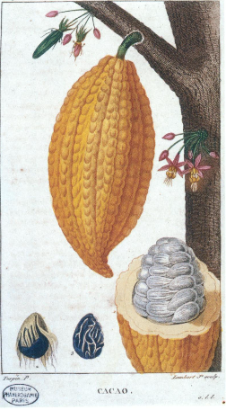 Check out a Cacao Pod and Seeds.