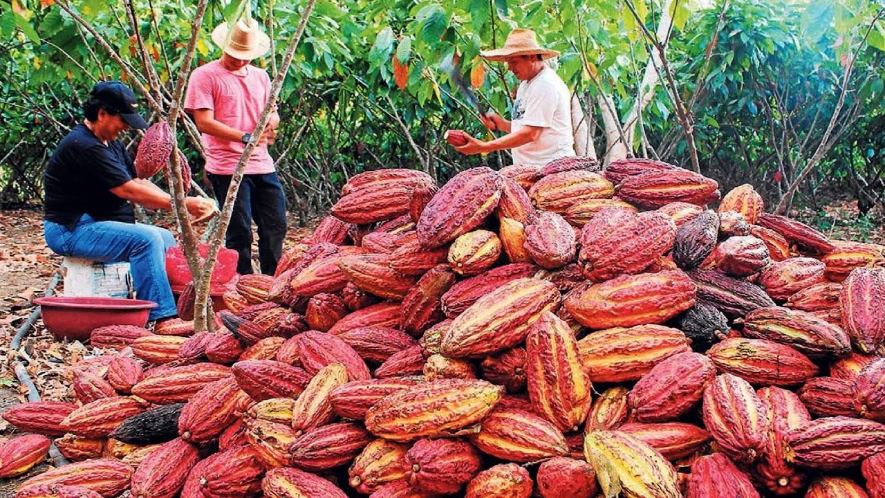 Red cocoa beans being harvested in Guatemala. The beans will go on to produce craft chocolate.
