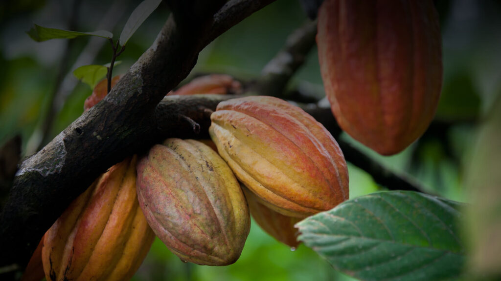 Ripe cocoa pods on a tree, red and yellow.