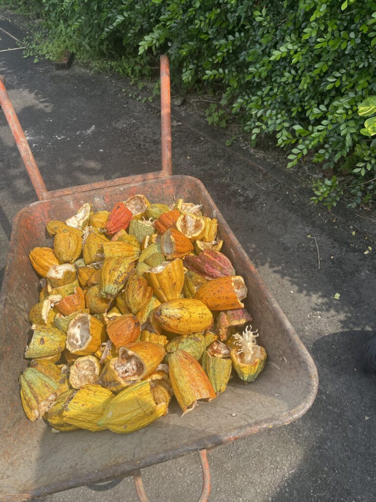 Cacao bean husks after the harvest.