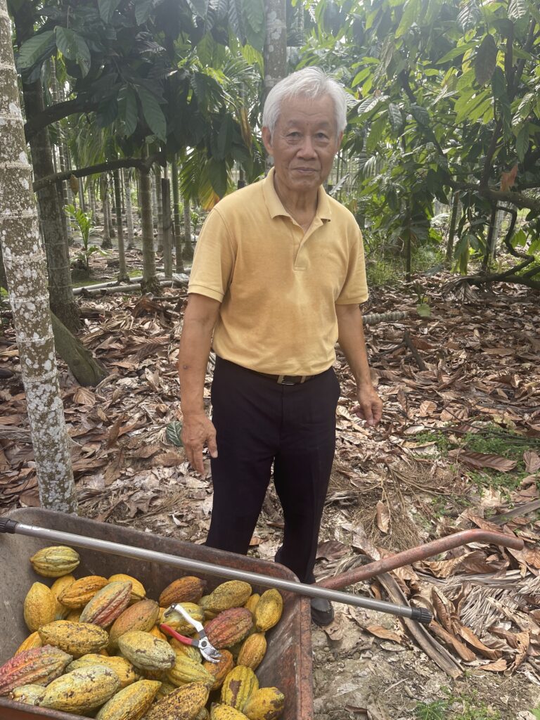 Man in a yellow shirt harvesting cacao.