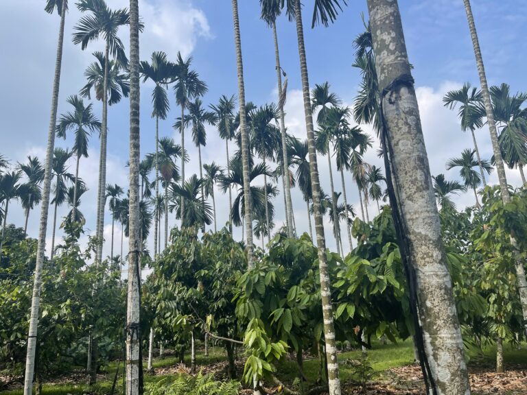 Mr. Chou's cacao trees below the tall betel nut palms.